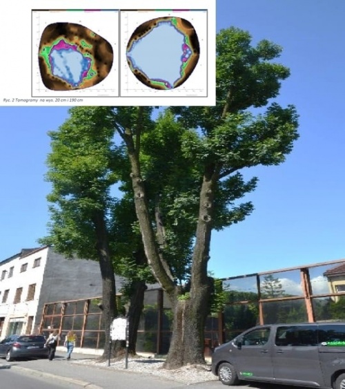 Miasto Żywiec zleciło ekspertyzę dendrologiczną 5 drzew rosnących przy ul. Dworcowej
