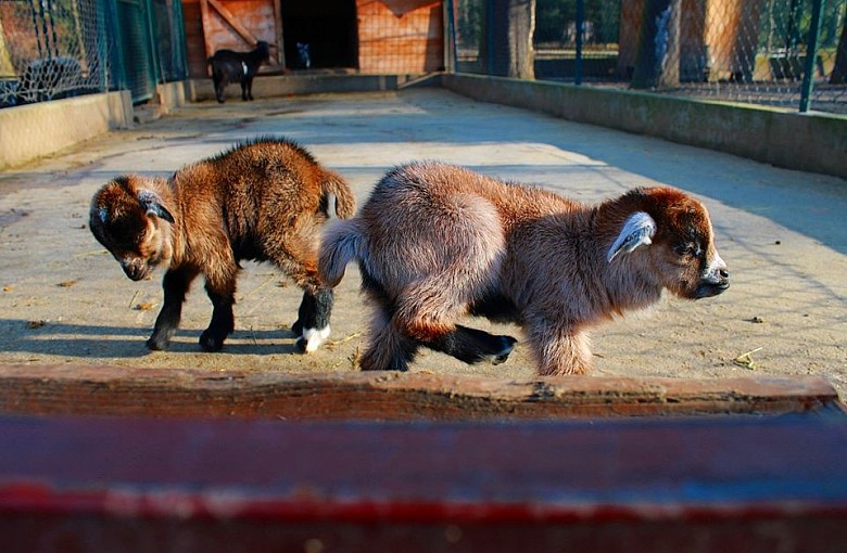 Stajnia Miejska Mini Zoo otwarte dla zwiedzających