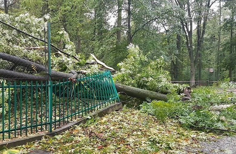 Orkan wyrywał drzewa z korzeniami!