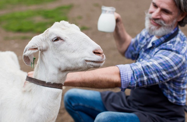 Dlaczego mleko kozie jest dobrym rozwiązaniem dla dzieci?