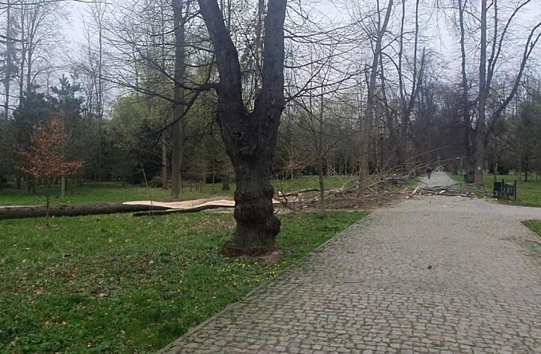 Silny wiatr w Żywcu. Trwa liczenie strat w Parku Habsburgów